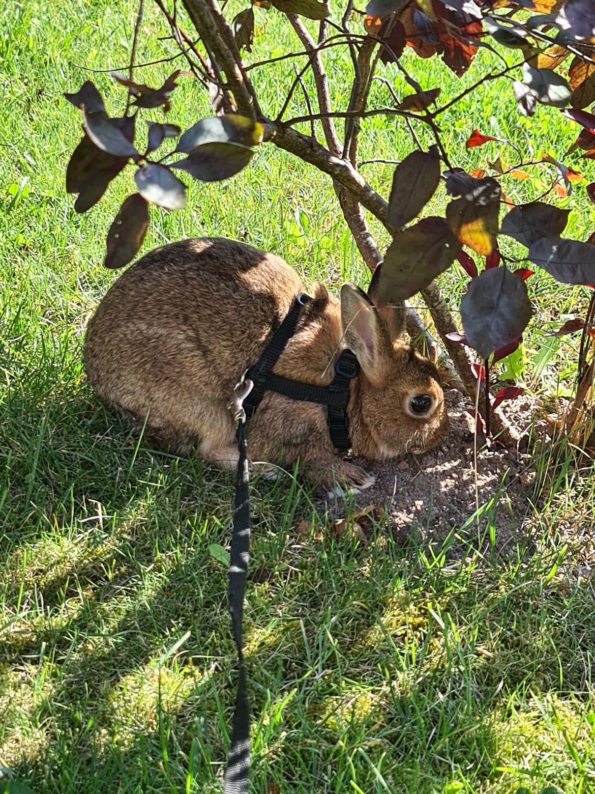 Kanin Blomst billede 6