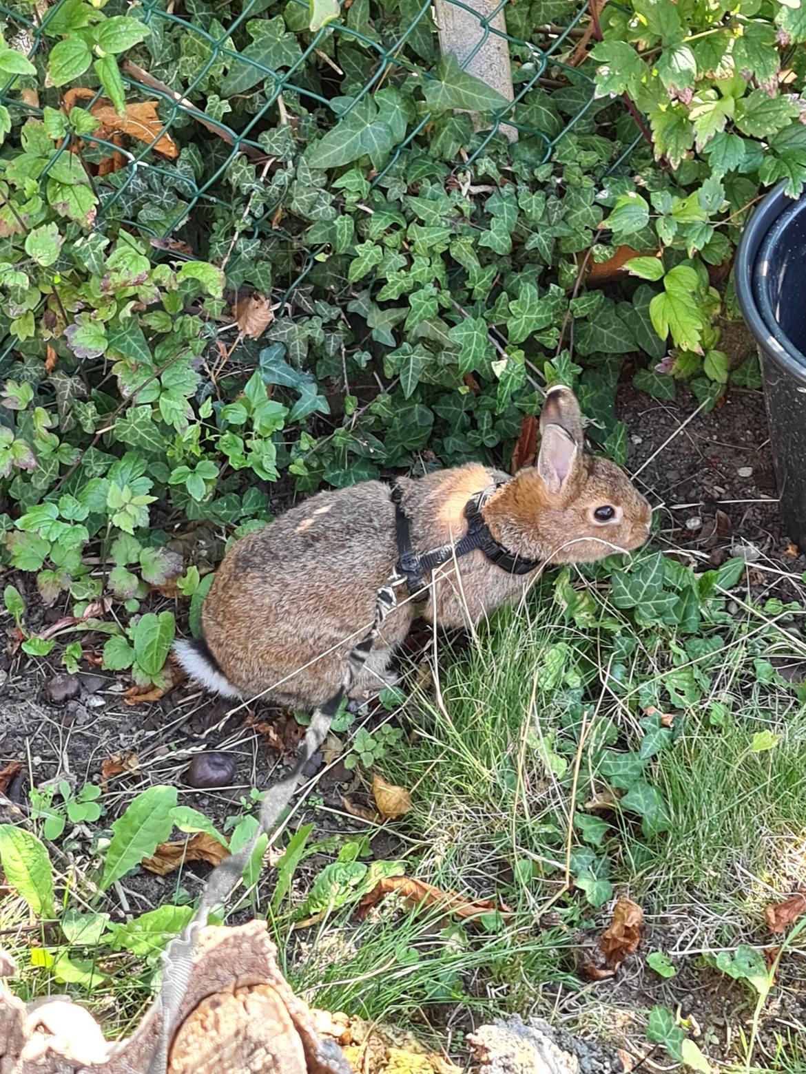 Kanin Blomst billede 7