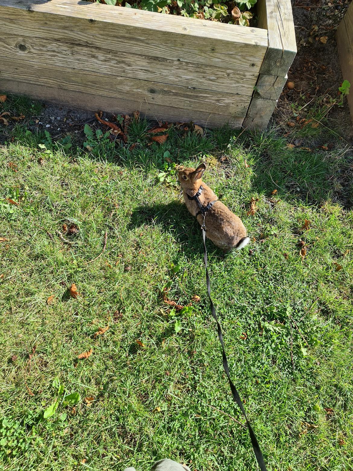 Kanin Blomst billede 8