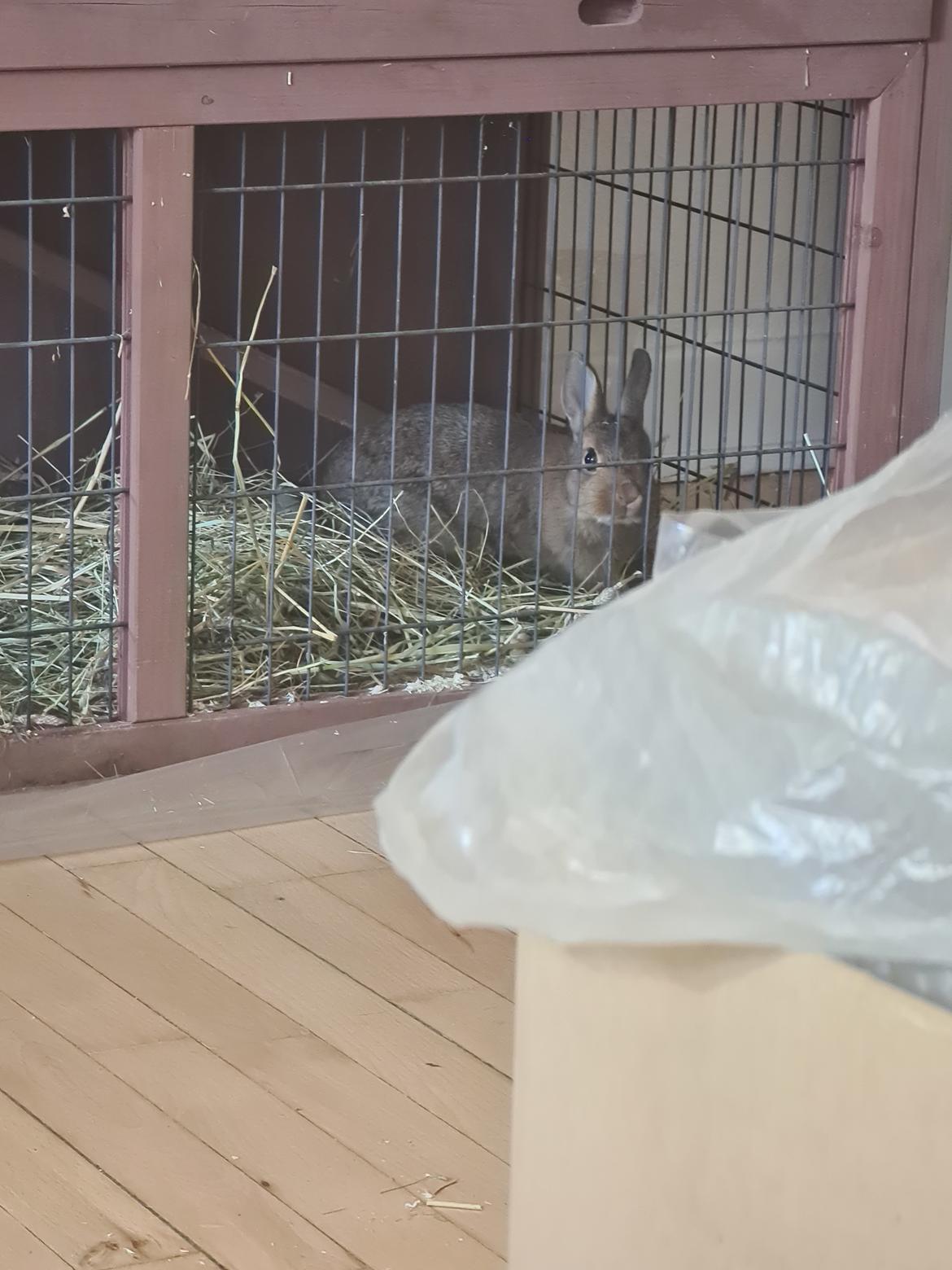 Kanin Blomst billede 9