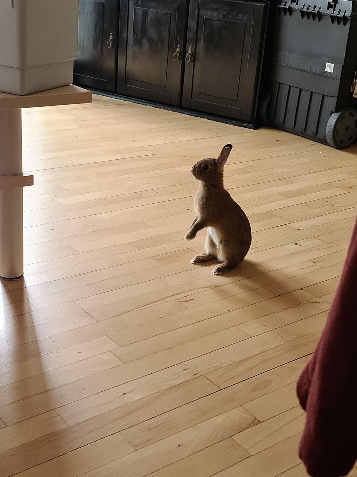 Kanin Blomst billede 12