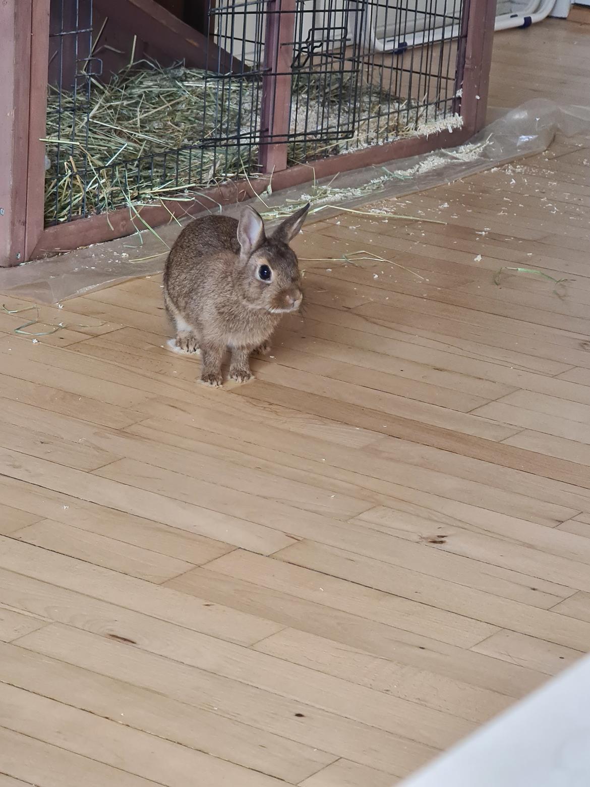 Kanin Blomst billede 10