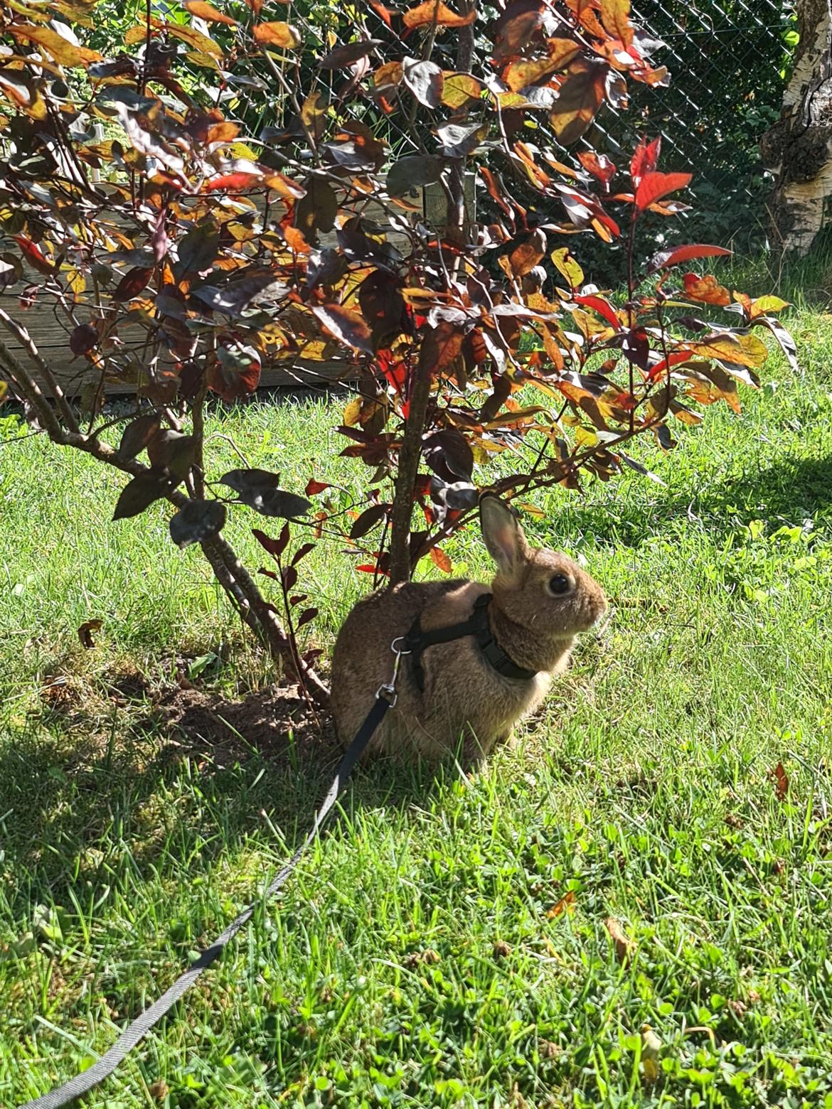 Kanin Blomst billede 11