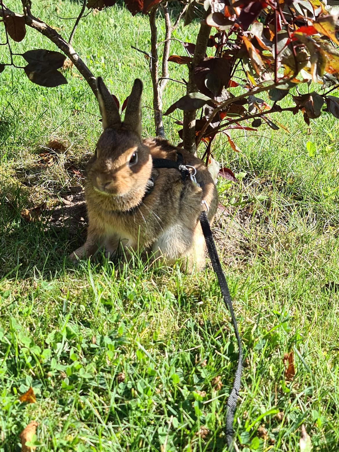 Kanin Blomst billede 13