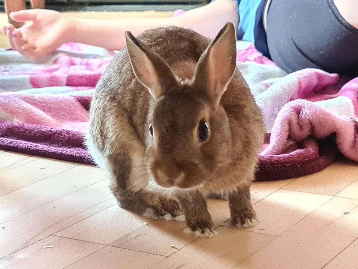 Kanin Blomst billede 14