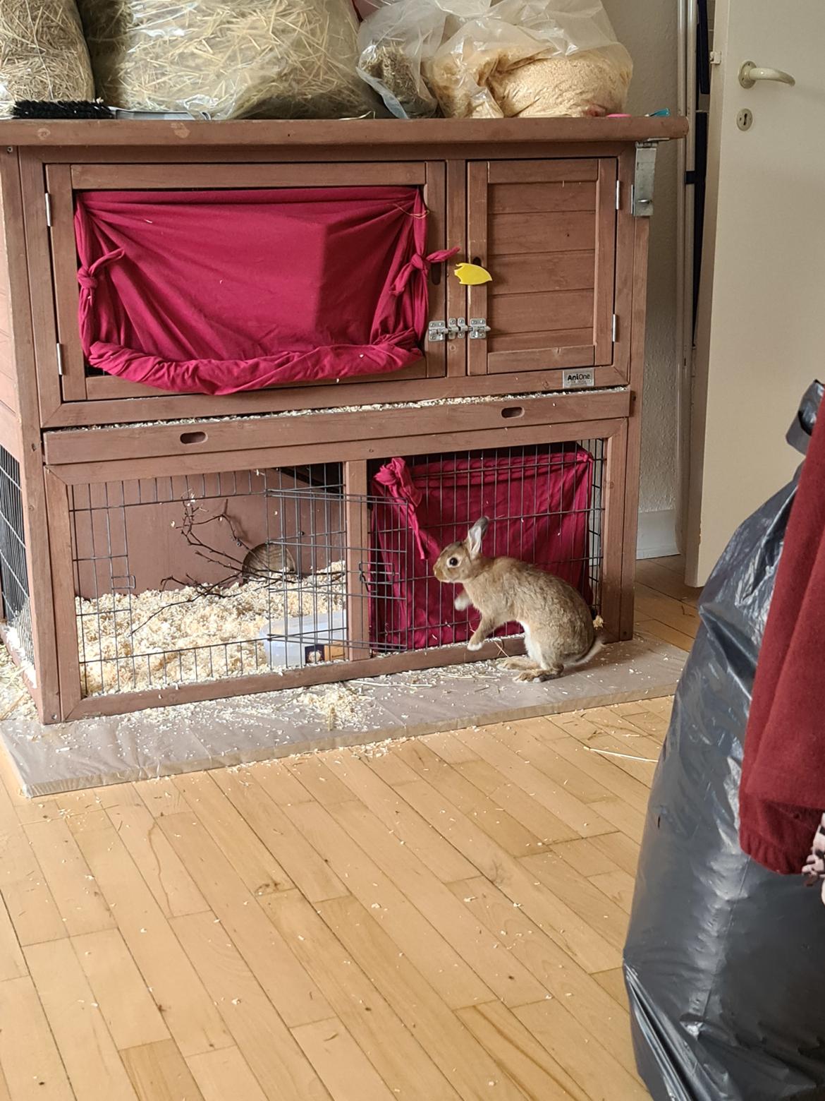 Kanin Blomst billede 15