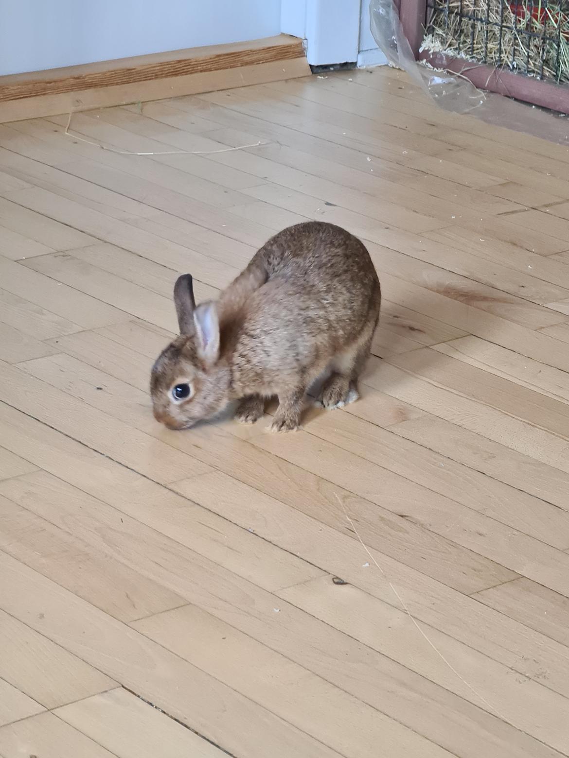 Kanin Blomst billede 16