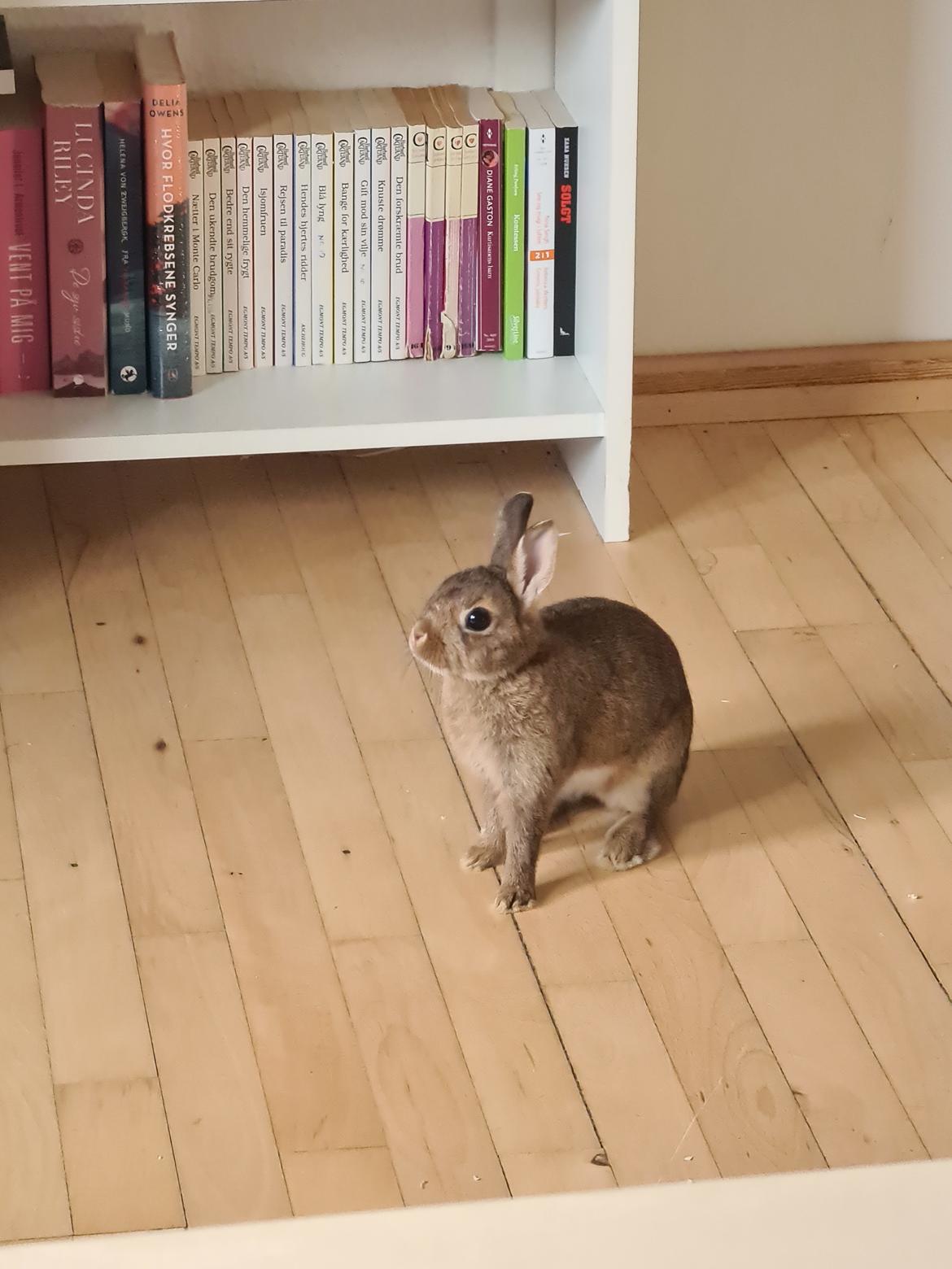 Kanin Blomst billede 17