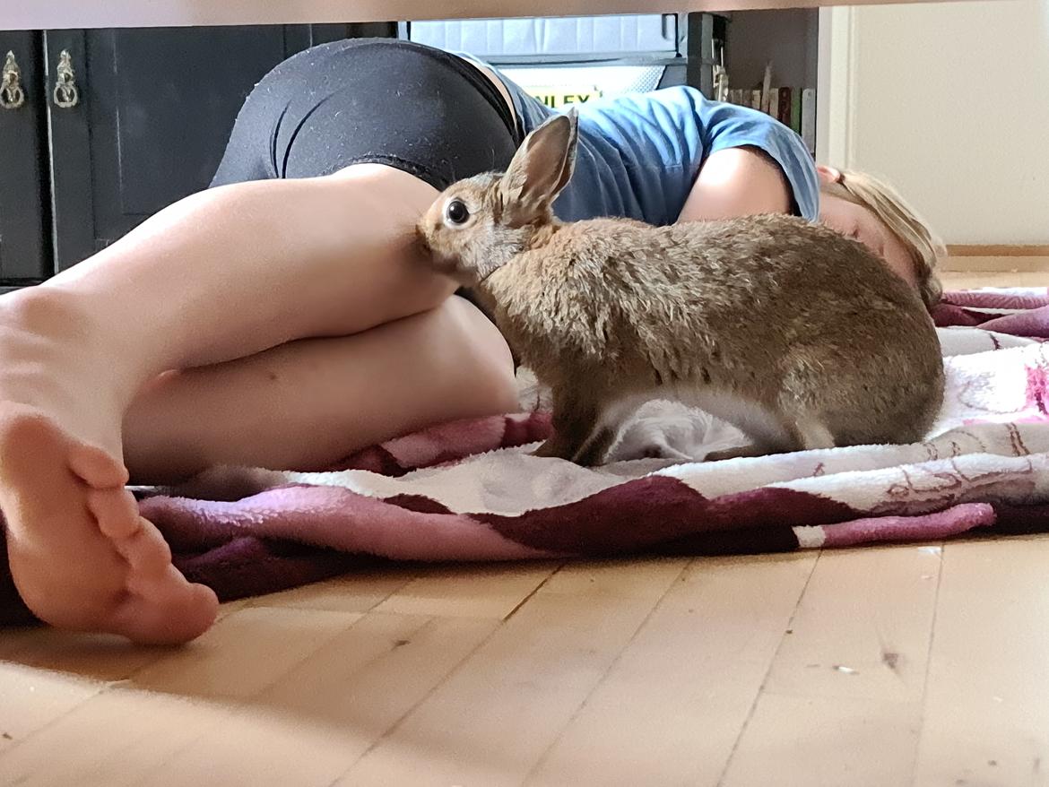 Kanin Blomst billede 18