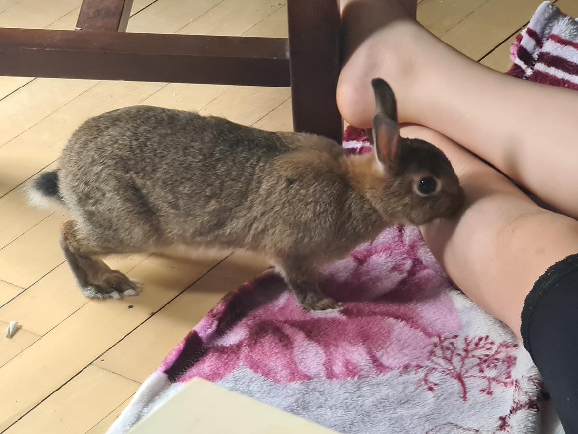 Kanin Blomst billede 19