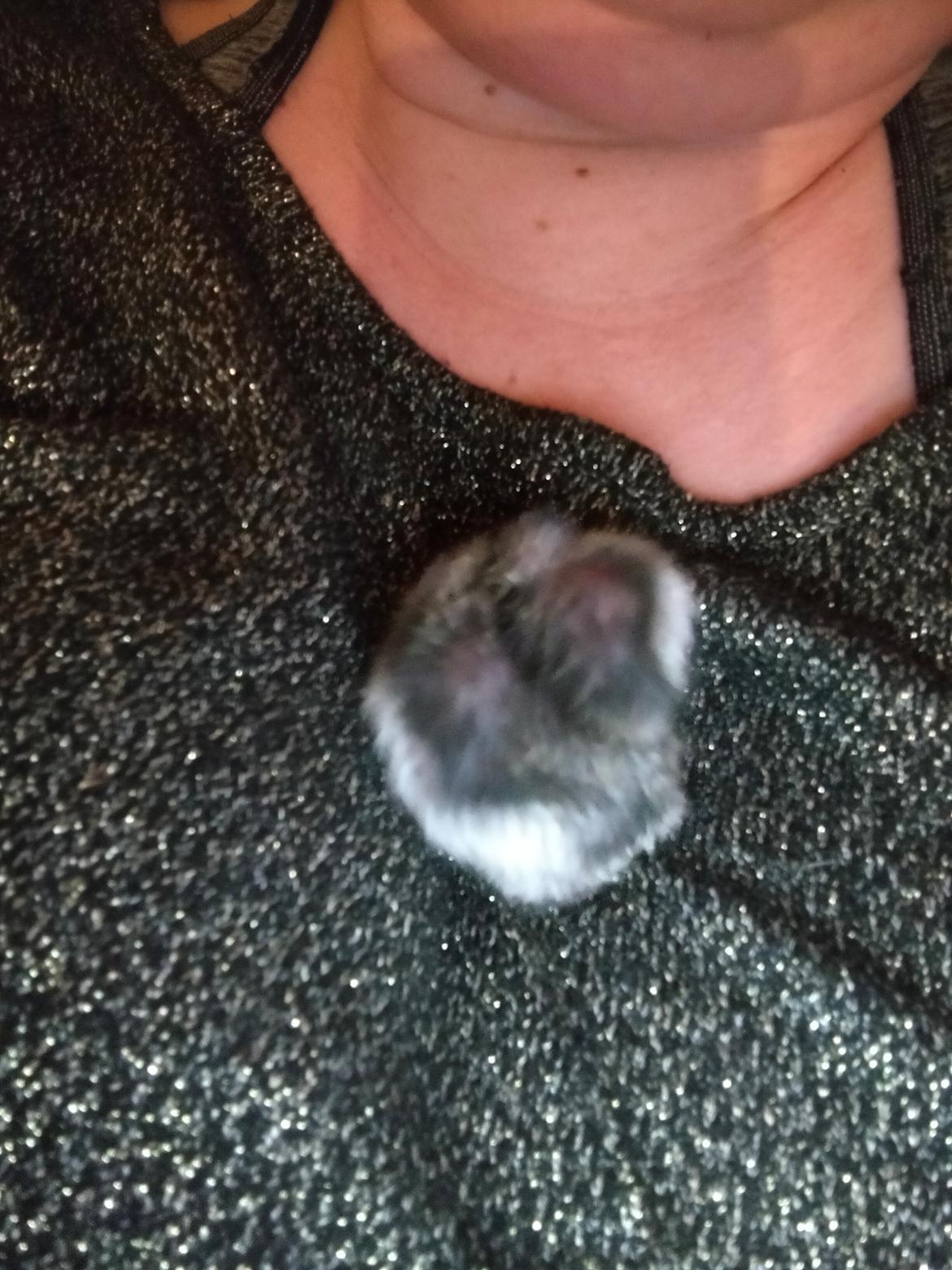 Dværghamster *rip* Bebob (Tidligere Bibbi) billede 4