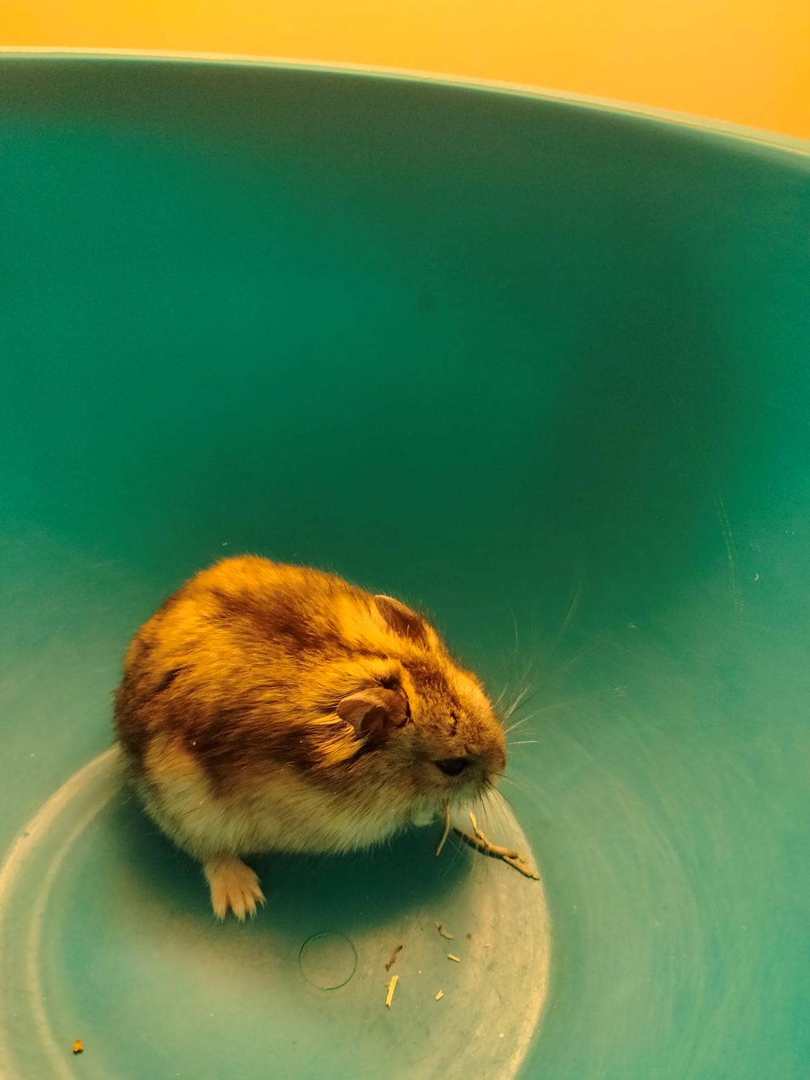 Dværghamster *rip* Bebob (Tidligere Bibbi) billede 12