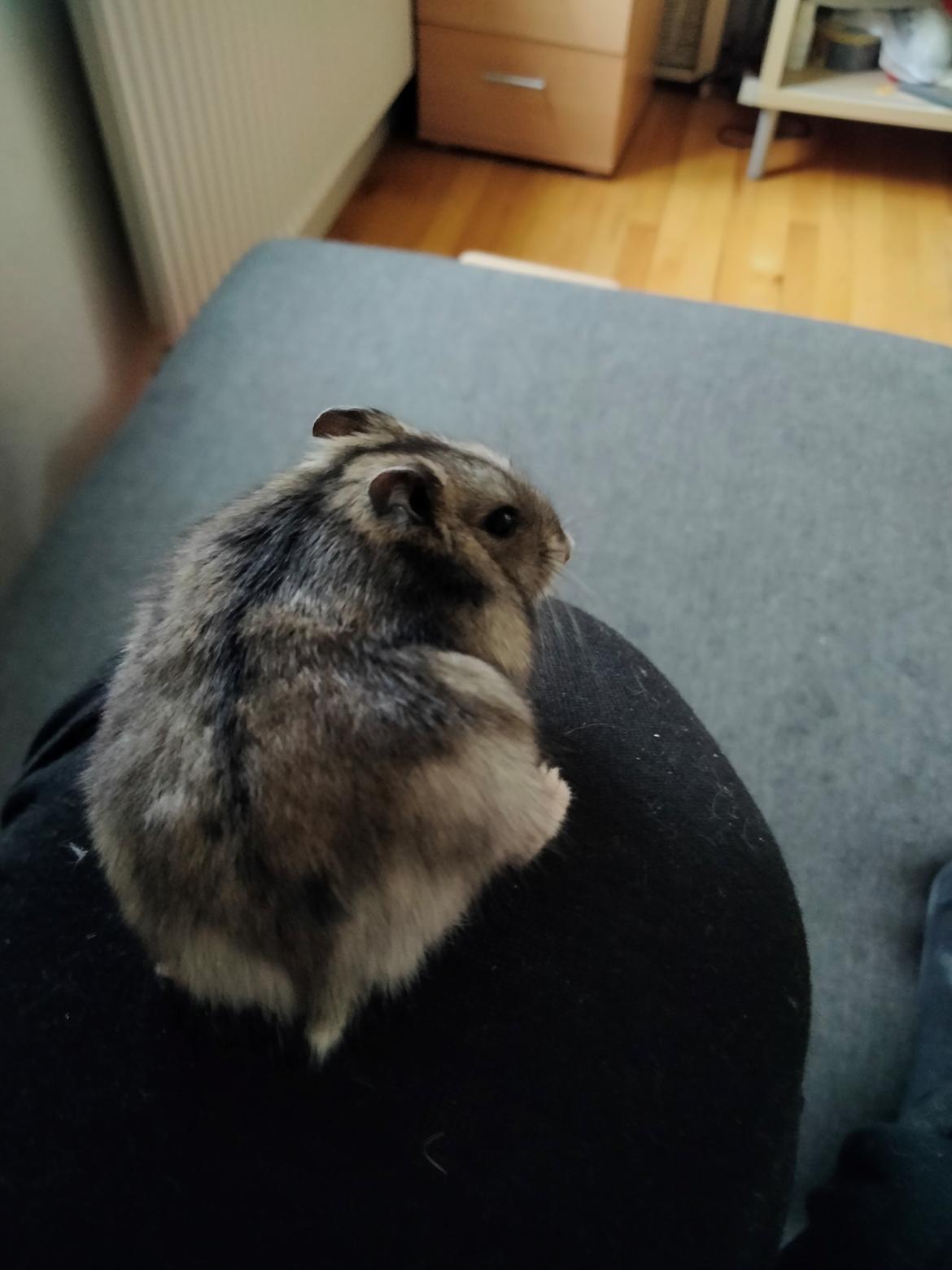 Dværghamster *rip* Bebob (Tidligere Bibbi) billede 18