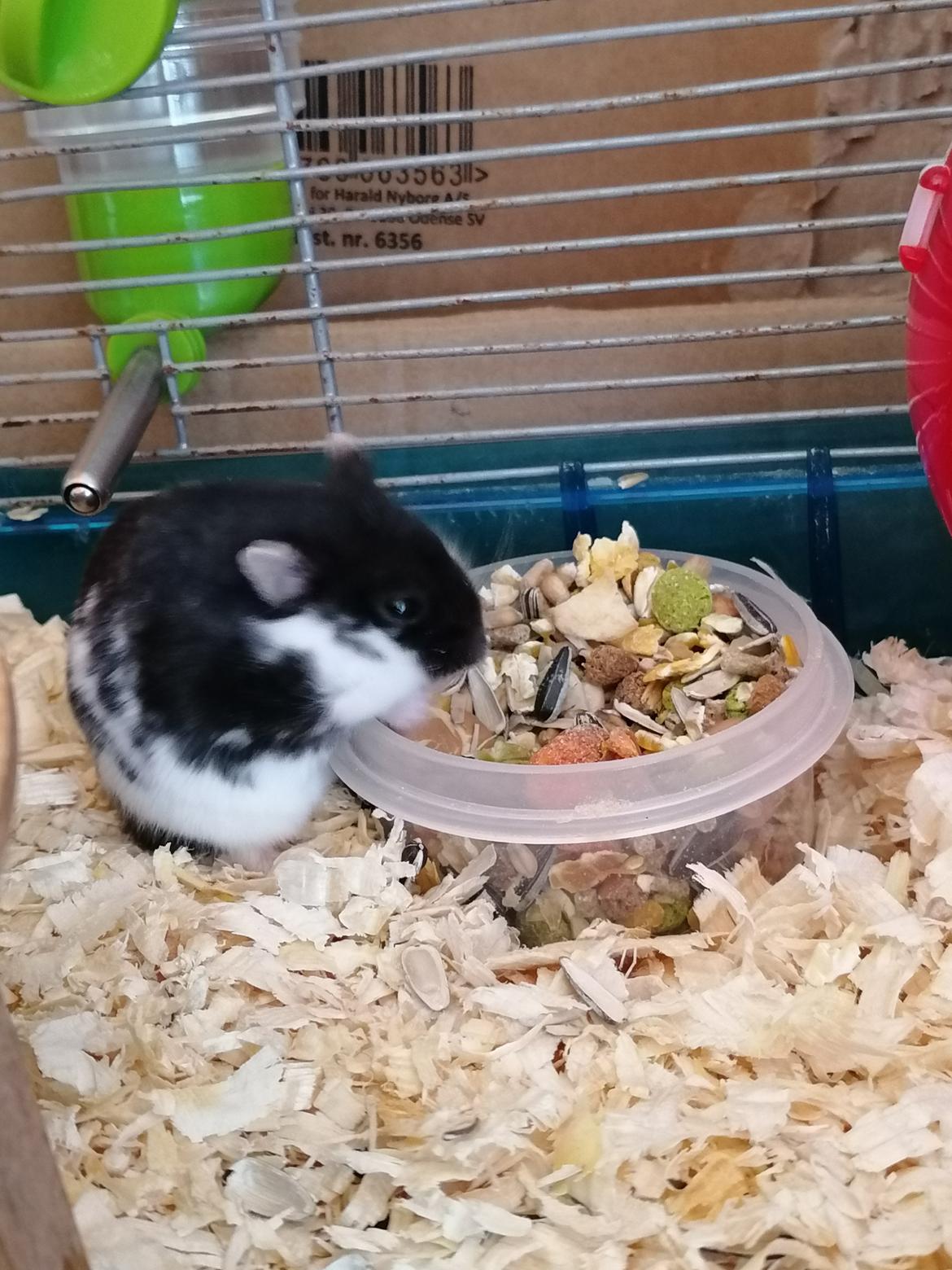 Dværghamster Frida billede 1