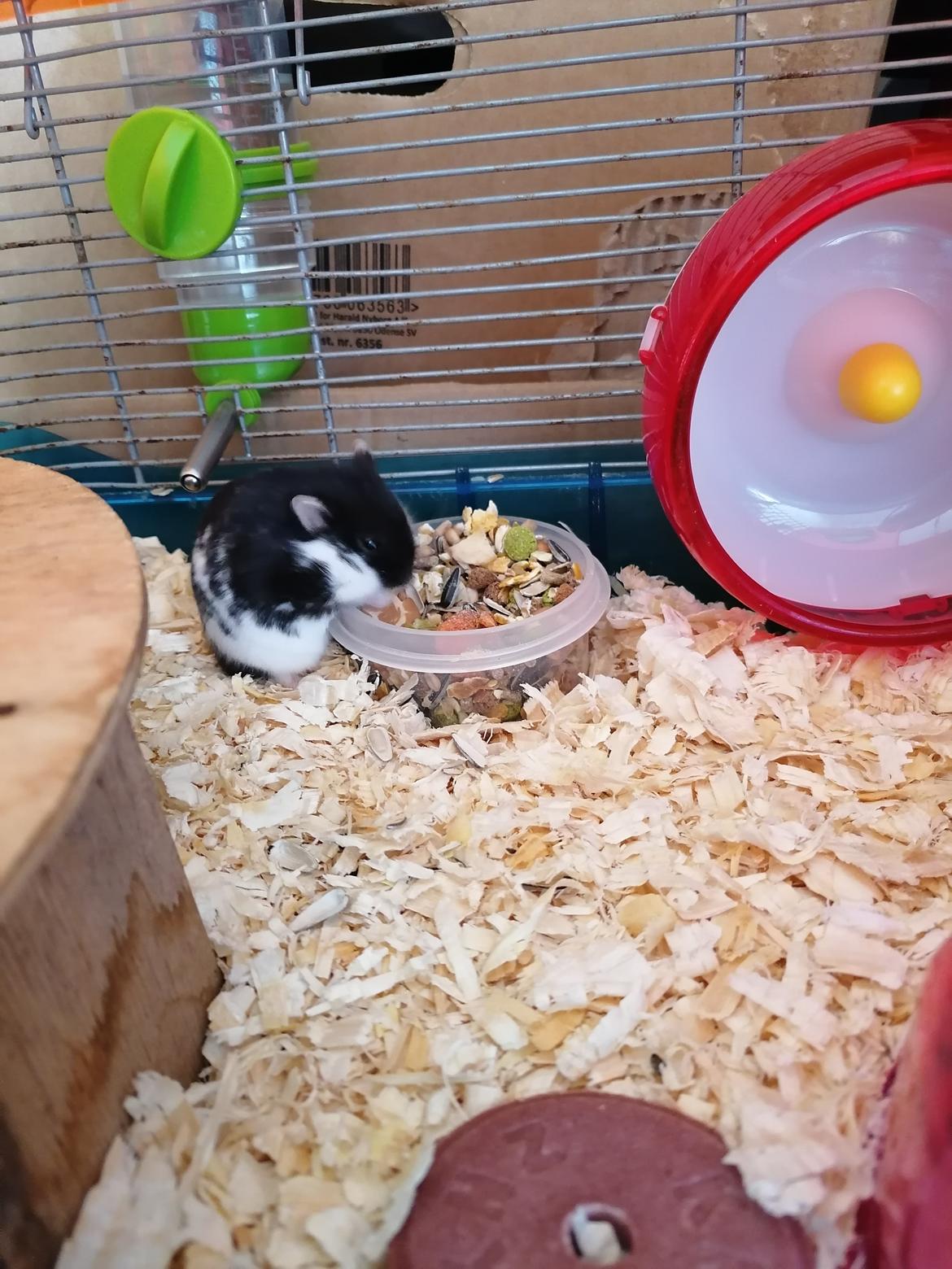 Dværghamster Frida billede 8