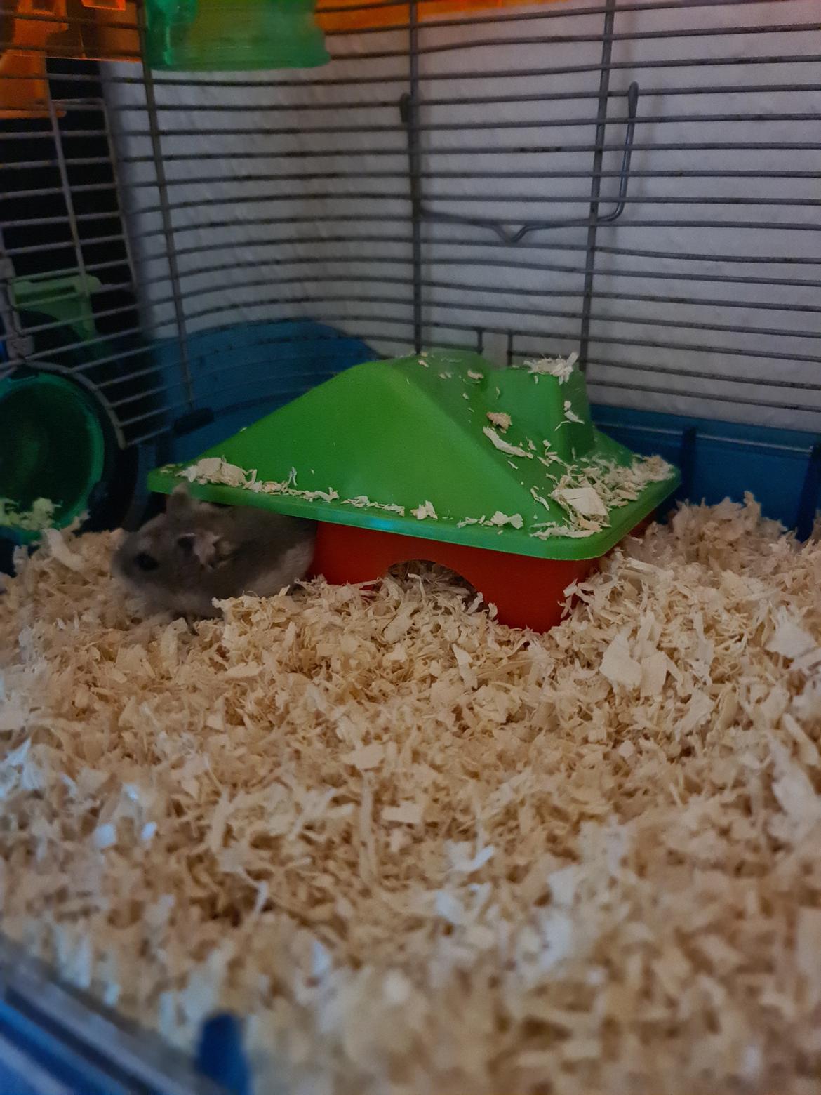 Dværghamster Anastasia og Bella  billede 3