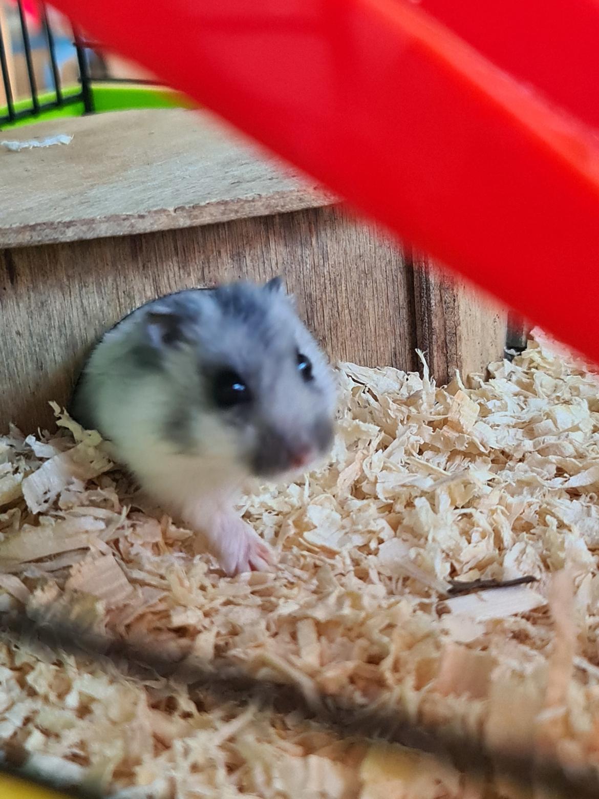Dværghamster Anastasia og Bella  billede 10