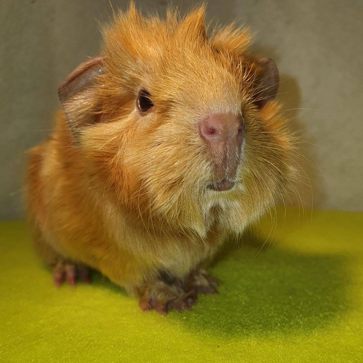 Marsvin Fuglsangs Luminosi Fønix billede 1