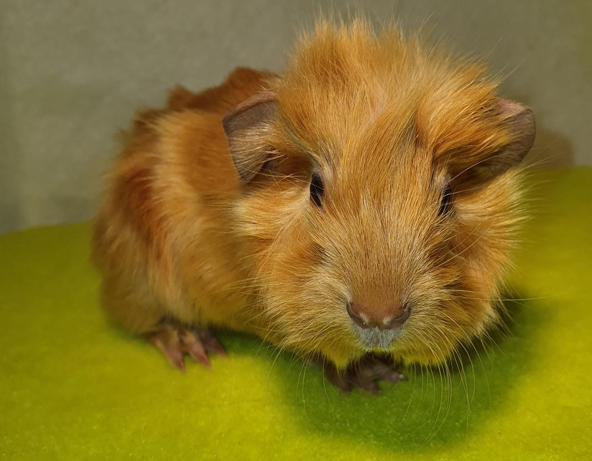 Marsvin Fuglsangs Luminosi Fønix billede 2