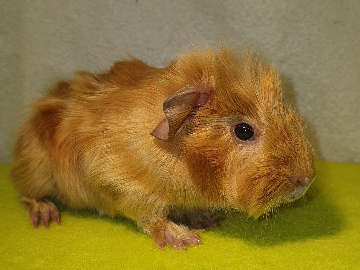 Marsvin Fuglsangs Luminosi Fønix billede 4