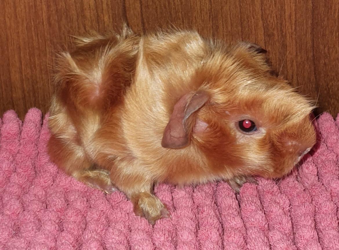 Marsvin Fuglsangs Luminosi Fønix billede 5