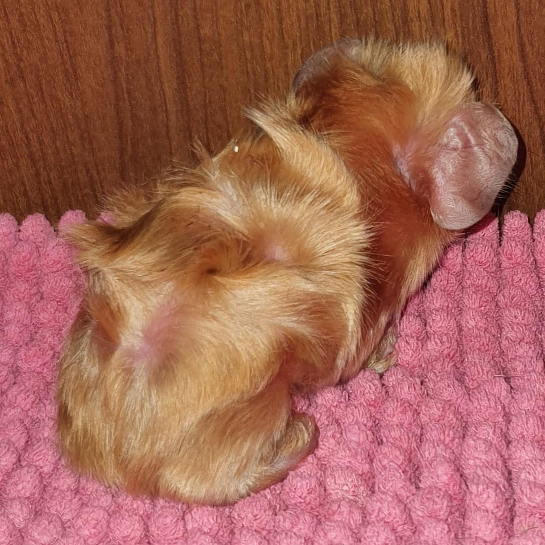 Marsvin Fuglsangs Luminosi Fønix billede 6