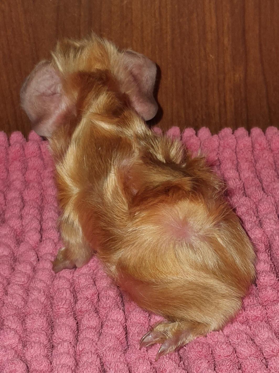 Marsvin Fuglsangs Luminosi Fønix billede 7