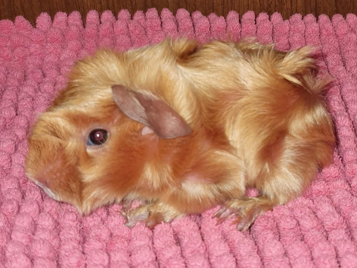 Marsvin Fuglsangs Luminosi Fønix billede 8