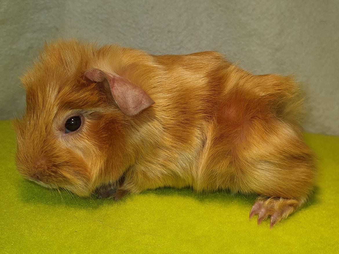 Marsvin Fuglsangs Luminosi Fønix billede 3