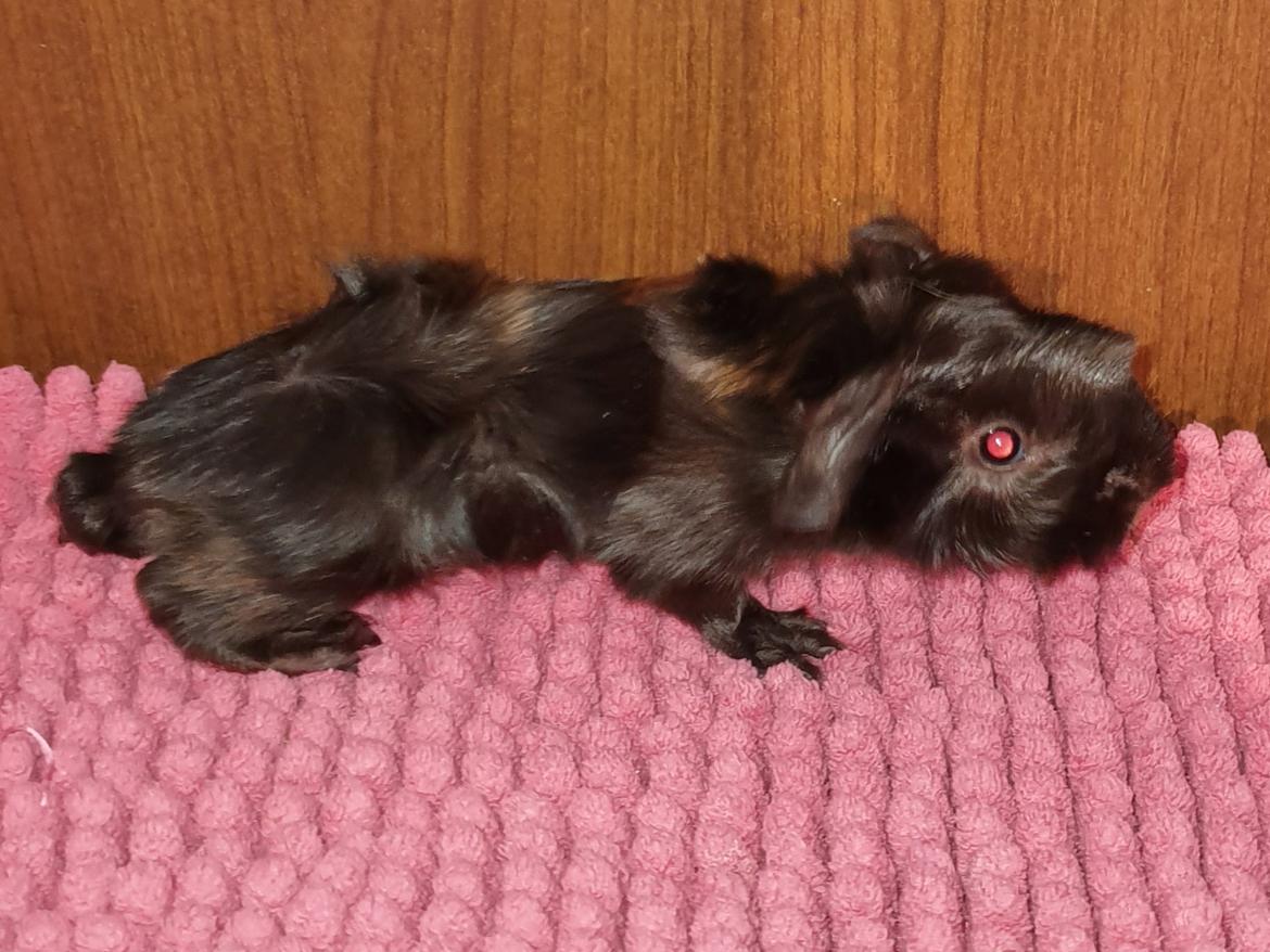 Marsvin Fuglsangs Luminosi Fineus billede 6