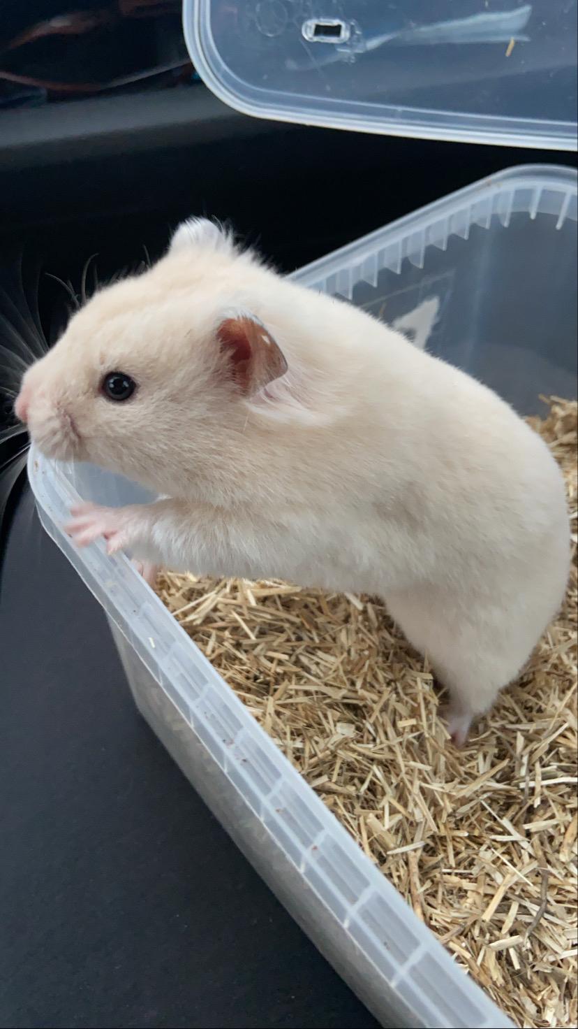 Hamster "Basse" billede 1
