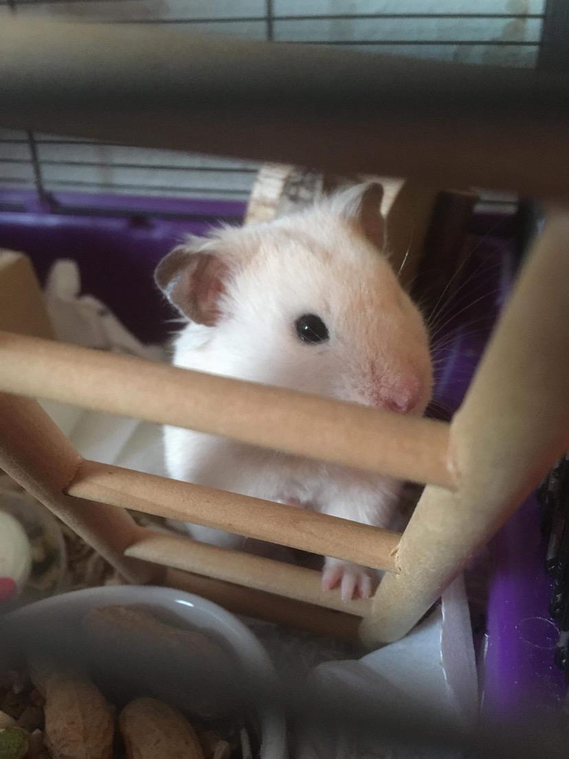 Hamster "Basse" billede 5