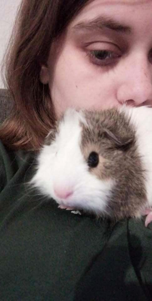 Marsvin puk billede 3