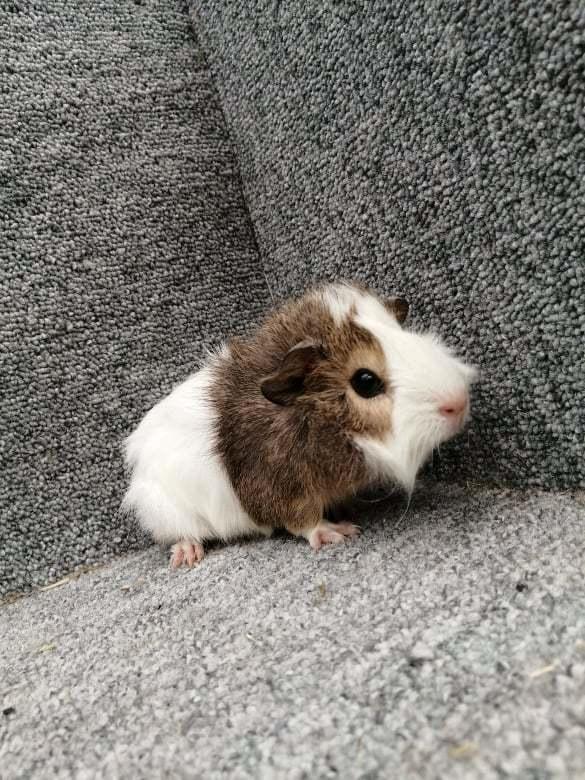 Marsvin puk billede 4