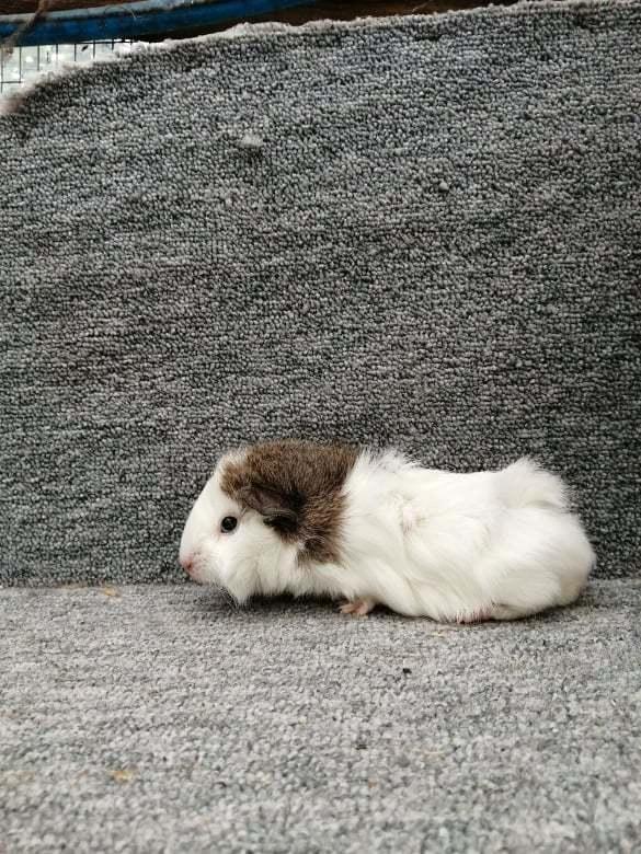 Marsvin puk billede 5