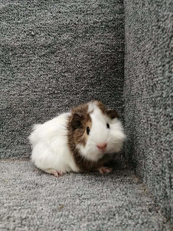 Marsvin puk billede 6