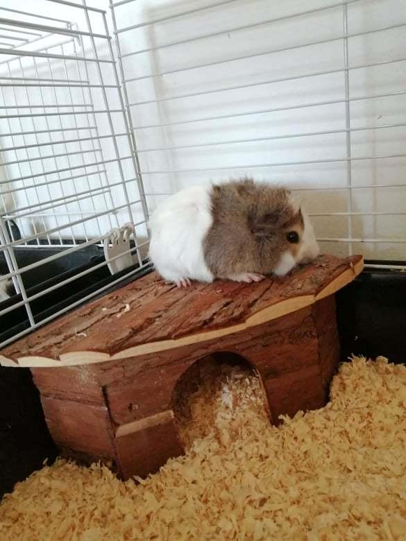 Marsvin puk billede 7