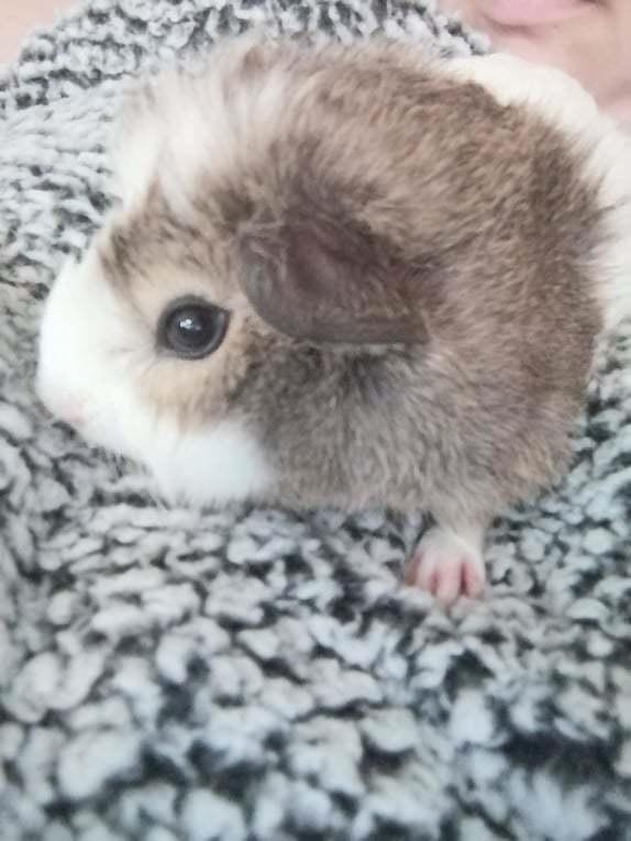 Marsvin puk billede 2