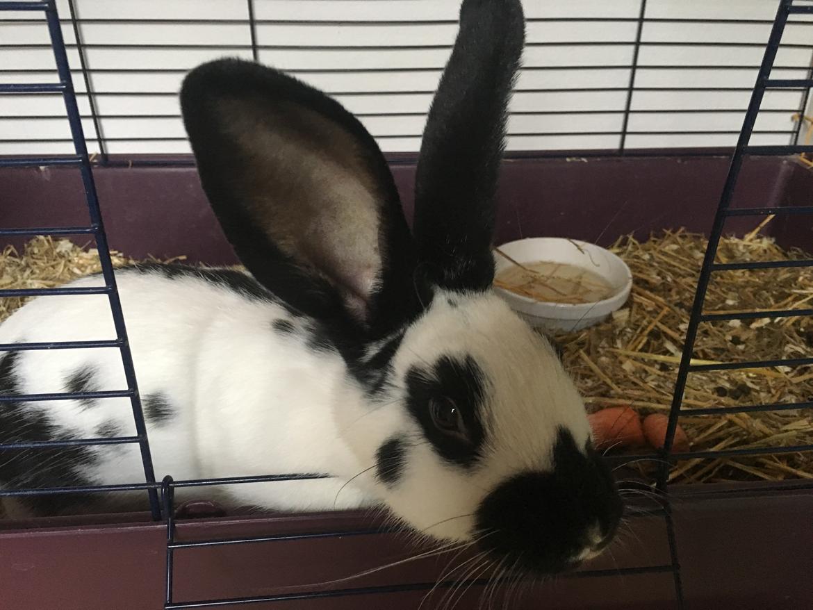 Kanin Nadia 2 billede 4