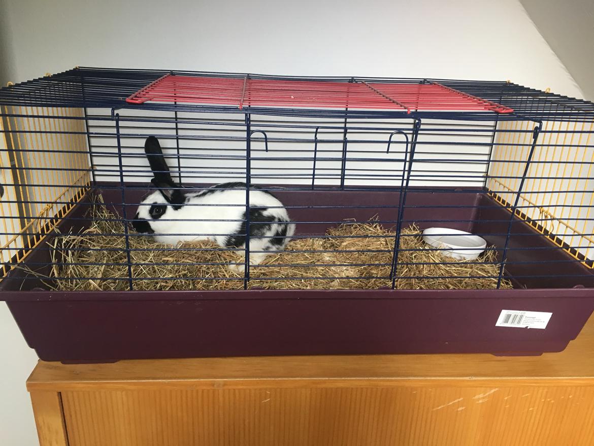 Kanin Nadia 2 billede 2