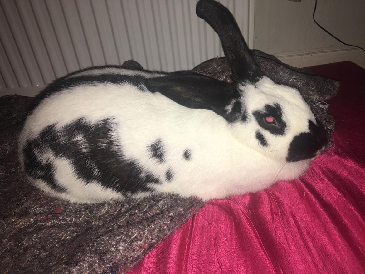 Kanin Nadia 2 billede 11