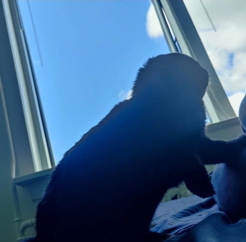 Kanin Signe billede 1