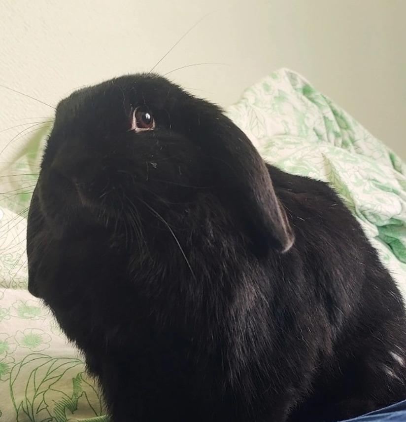 Kanin Signe billede 4