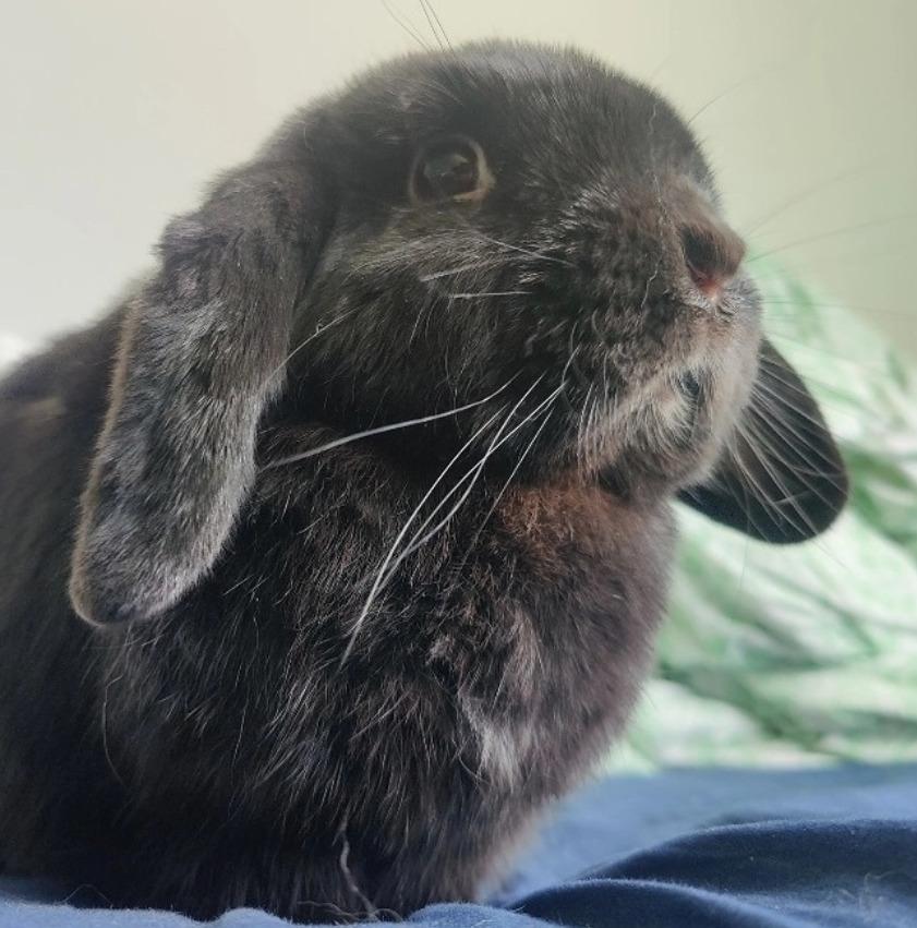 Kanin Signe billede 5