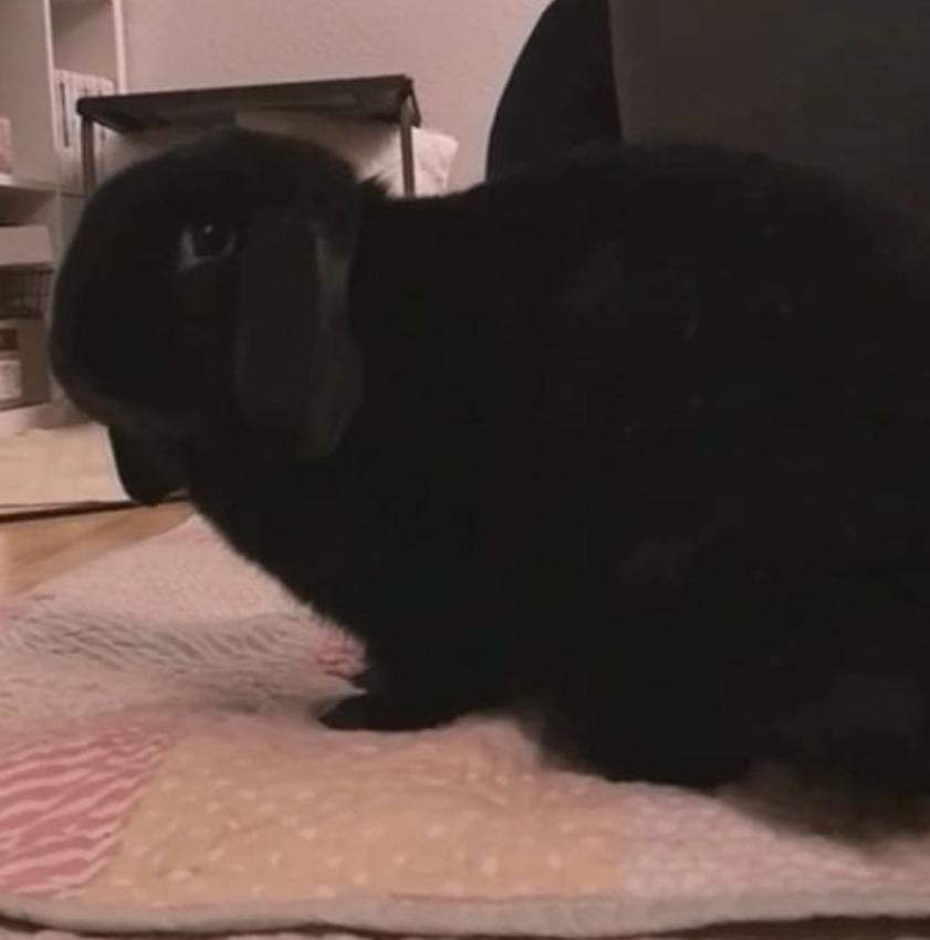 Kanin Signe billede 7