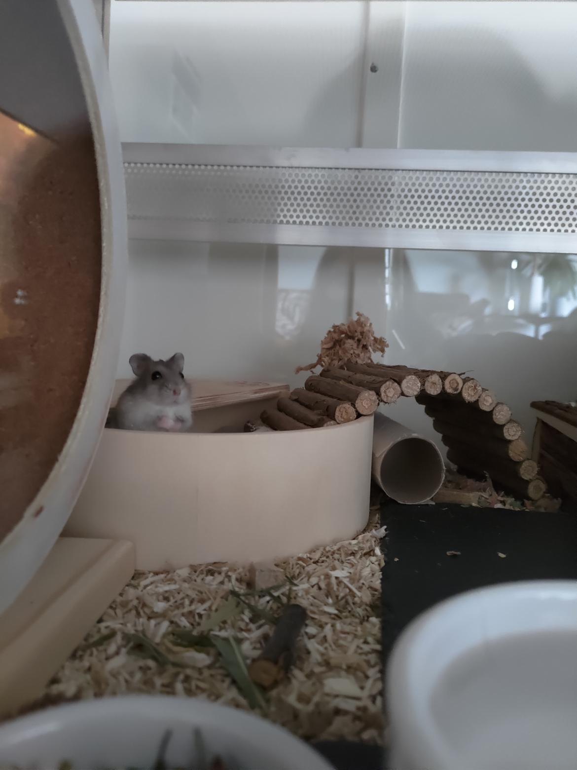 Dværghamster Saphira billede 1