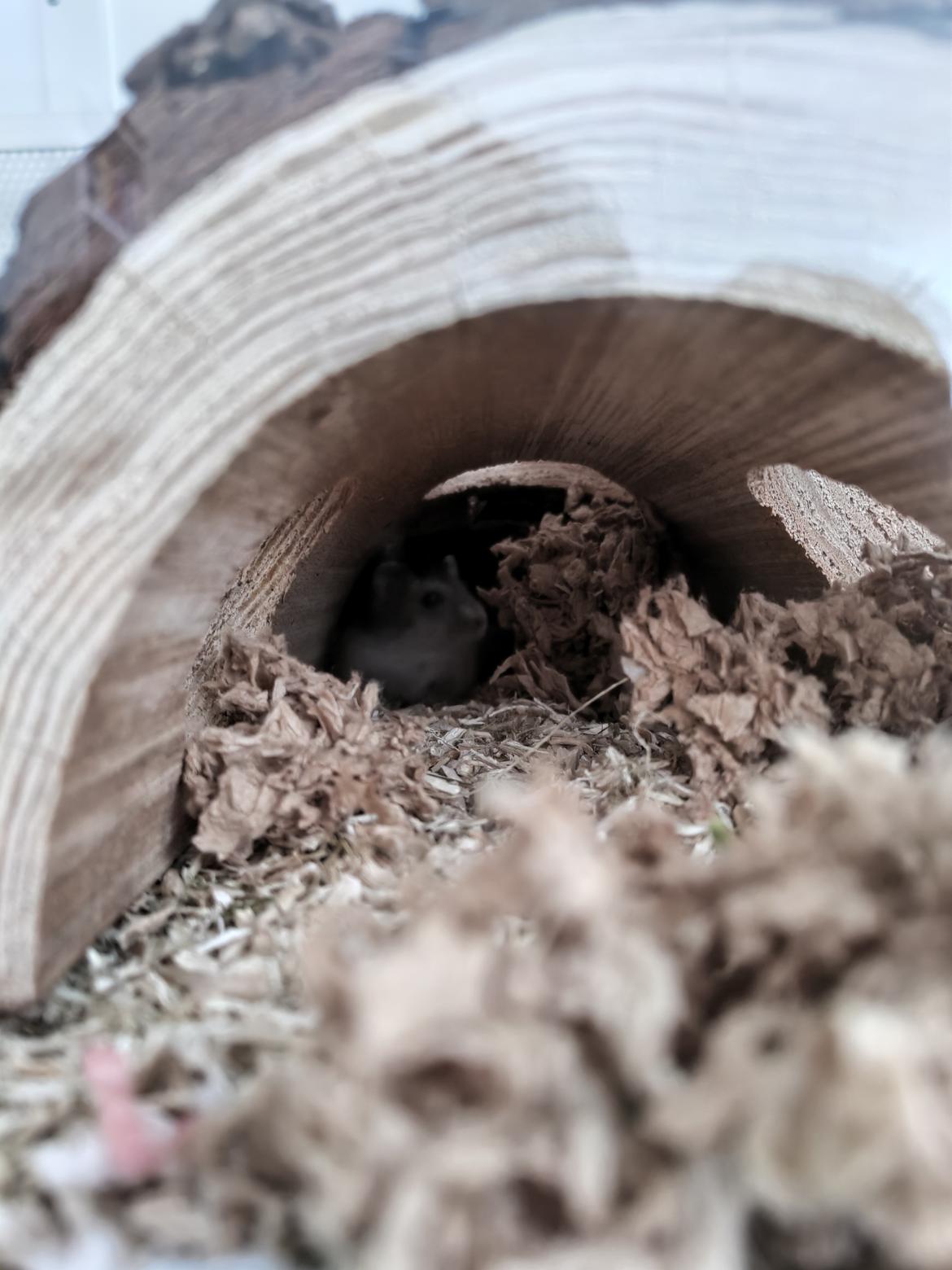 Dværghamster Saphira billede 2