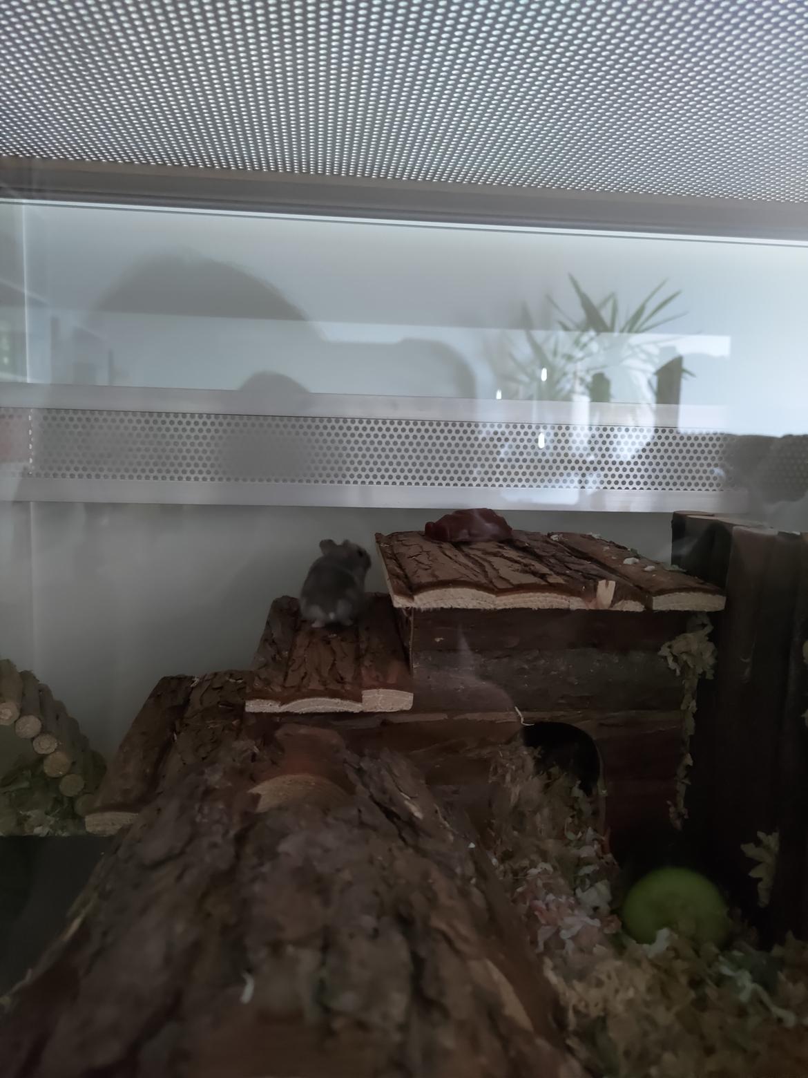 Dværghamster Saphira billede 3