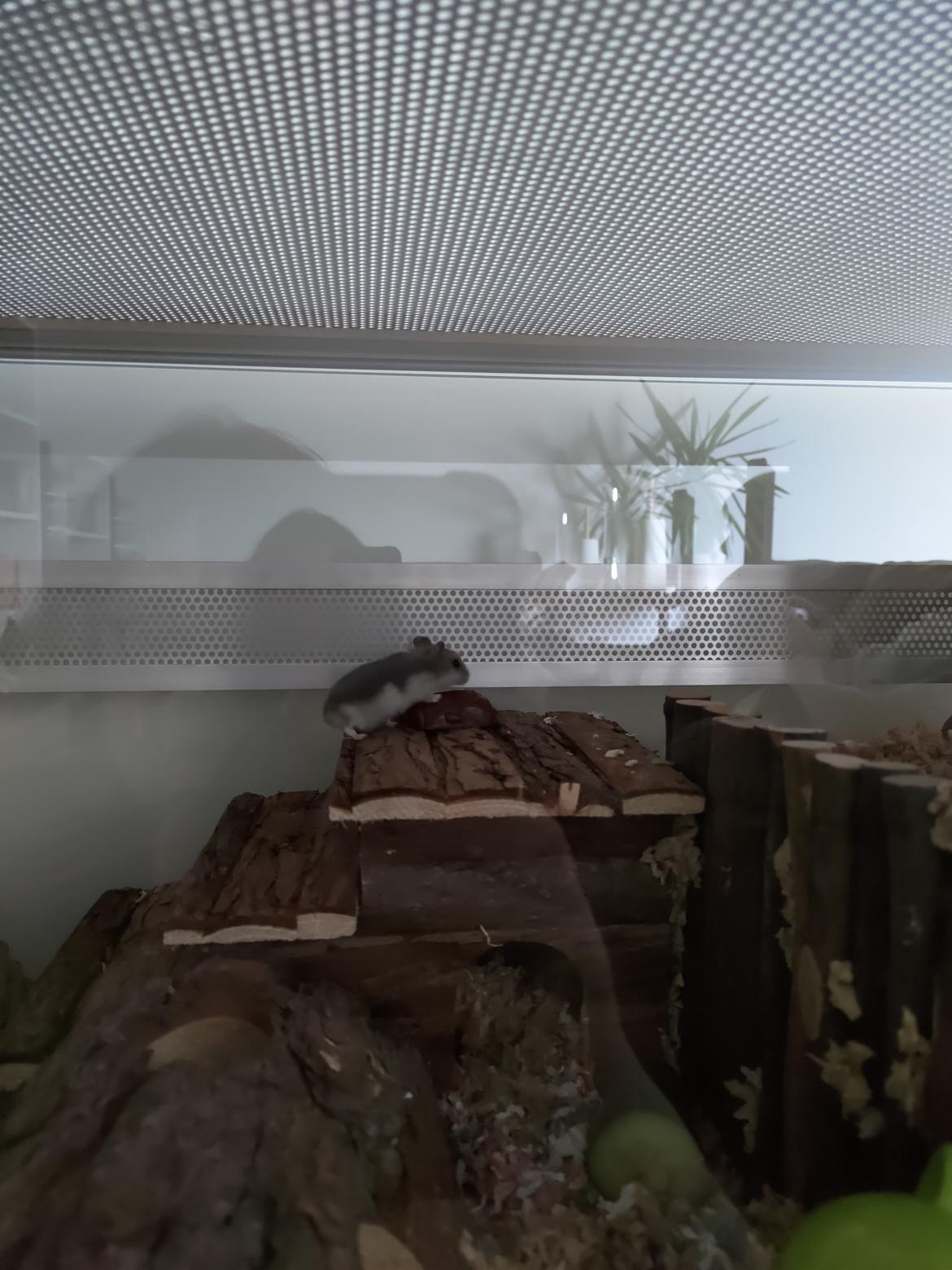 Dværghamster Saphira billede 4