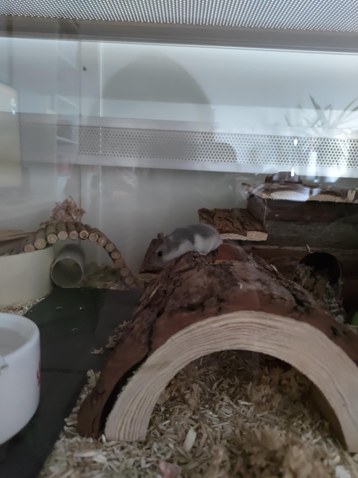 Dværghamster Saphira billede 5